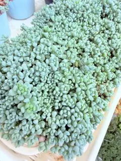 多肉植物 セダム 木立性ブレビフォリウム そよ風の天使 20カット