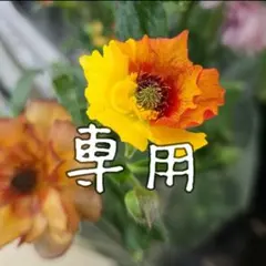 化け猫さま専用