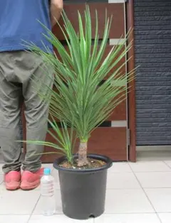 ノリナ エクセルサ 8号 120cm Nolina excelsa - メルカリ