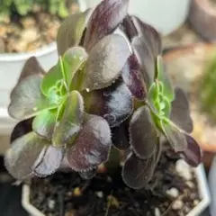 2026年最新】魅金ローズ アエオニウムの人気アイテム - メルカリ