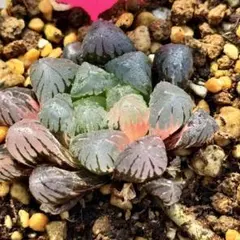 ト*ラ様 OB-1オブツーサ錦　超美株　ハオルチア　観葉植物　オークション　25