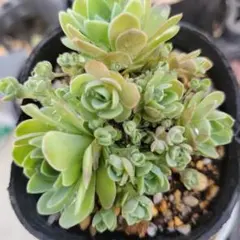 韓国苗 リンゴ花 多肉植物 - メルカリ