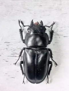 ハワイハネナシクワガタ Apterocyclus 標本 昆虫標本 - メルカリ