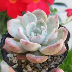 多肉植物　エケベリア　ラパス×ラウリンゼ　れーさん苗　抜き苗　葉挿しっ子