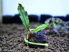 ブセファランドラ『ブラウニー・レッド・セリス』【完全水中葉】溶岩石活着株