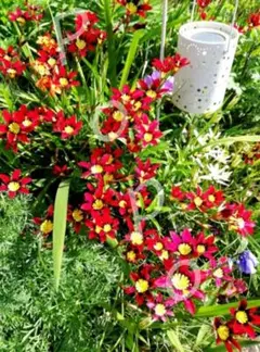 ゆゆまむ様 リクエスト 2点 まとめ商品