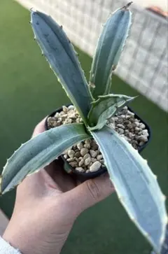 2026年最新】アガベ 錦の人気アイテム - メルカリ