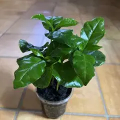 さくら様 リクエスト 2点 まとめ商品