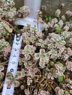 A 多肉植物 セダム ☆トリカラー☆ 抜き苗 - メルカリ