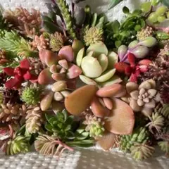 多肉植物 とセダム のカット苗　詰め合わせ