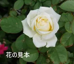 ぷいぷい♡様 リクエスト 2点 まとめ商品