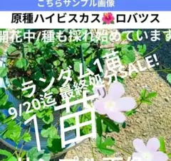 天使のドレス エンジェルクローバー グロリアス クローバー 苗 多葉系