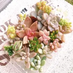 178 多肉植物　カット苗　詰め合わせ　セット　セダム　エケベリア　寄せ植え