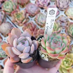 2025年最新】ラウリンゼの人気アイテム - メルカリ