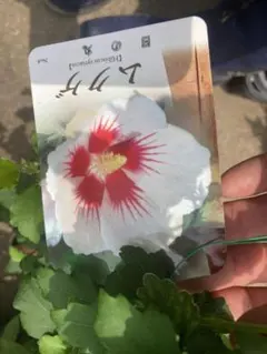日の丸　ムクゲ 苗木 Hibiscus syriacus 宅配本州限定関西までのサムネイル