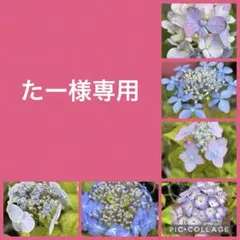 アクア　虹×2 七段花　満天星　天の川　九重の線香花火　天恵 アクア様専用 虹×2 七段花 満天星 天の川 九重の線香花火 天恵 - メルカリ