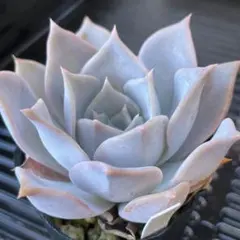 多肉植物　リラシナ錦　葉挿し　根っ子なし 多肉植物 リラシナ錦 葉挿し 根っ子なし - メルカリ
