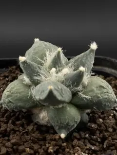 2026年最新】アリオカルプスの人気アイテム - メルカリ