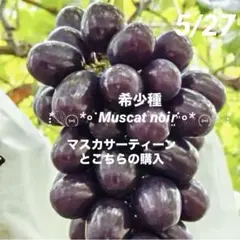 ④*ஐ艶々で光沢がある黒いシャインマスカット*ஐぶどう・苗木【マスカットノワール ④*ஐ艶々で光沢がある黒いシャインマスカット*ஐぶどう・苗木