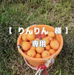 【りんりん　様】専用