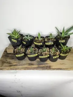 2025年最新】アガベモンタナの人気アイテム - メルカリ