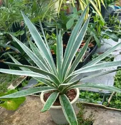 2025年最新】ハクセンコウの人気アイテム - メルカリ