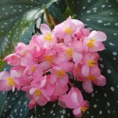 chickalaetta様 リクエスト 2点 まとめ商品