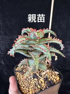 【アロエハイブリッド　レゲエスター　カキコ出品　1点のみです。】