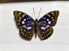 2025年最新】標本 オオムラサキの人気アイテム - メルカリ