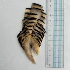 Item thumbnail for item 799323e0-9784-4f59-8f3f-18696482d192