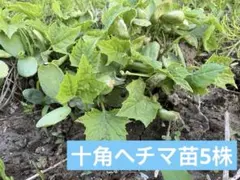 2026年最新】十角へちまの人気アイテム - メルカリ
