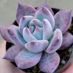 2025年最新】ホリコロ×リンゼアナの人気アイテム - メルカリ