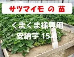 【くまくま様専用】さつまいもの苗 安納芋 15本 送料込