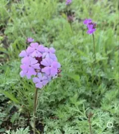 レオンまま様 リクエスト 2点 まとめ商品