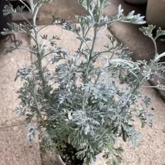 るるれれろ様 リクエスト 3点 まとめ商品