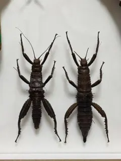 2026年最新】標本 ナナフシの人気アイテム - メルカリ