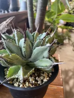 まるちゃん様 リクエスト 3点 まとめ商品