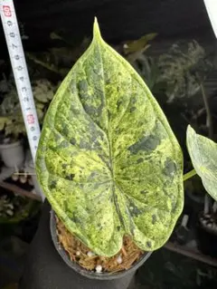 まつお様 リクエスト 2点 まとめ商品