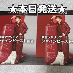 メイベリン MAYBELLINE NEW YORK フライヤー