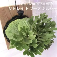 2026年最新】ridleyi dwarf silverの人気アイテム - メルカリ