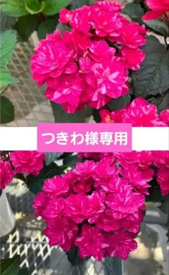 ☆塩原花園☆新品種☆ザクロ　超レア☆4.5号鉢☆4月末〜発送☆ ☆塩原花園☆新品種☆ザクロ 超レア☆4.5号鉢☆4月末〜発送☆ - メルカリ