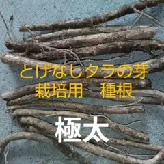 栽培用　極太　タラの芽　種根５本　毎年収穫可能のサムネイル
