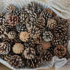 2026年最新】松ぼっくり100個の人気アイテム - メルカリ