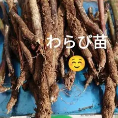 わらび苗(紀伊山地)300本 2026年最新】わらび苗の人気アイテム - メルカリ