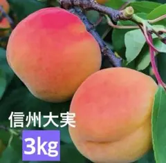 ☆信州大実 2kg 信州産 あんず 杏 生あんず アプリコット - メルカリ