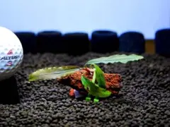 ブセファランドラ『メタリック・ブルー』【完全水中葉＆無農薬栽培】溶岩石活着株