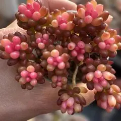 レッドベリー錦　斑点入り　レア種　多肉　セダム