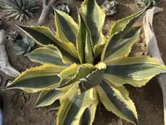 2026年最新】リップルエフェクト アガベの人気アイテム - メルカリ