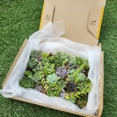 多肉植物B　カット苗　詰め合わせ　寄植えのサムネイル