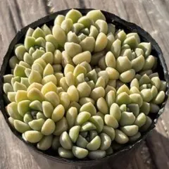 多肉植物　だるま姫秋麗×メキシコミニマ　抜き苗